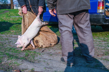 Sunday country fair in a small village in central Ukraine, Cherkasy region. Peasant sell piglets in a canvas sacks. He pulled one pig behind the hind paw to show the buyer.