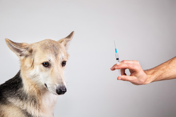 dog vaccination with a syringe on gray background