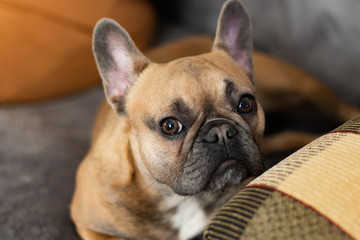 Cute and Serious purebred Fawn French Bulldog is about to sleep
