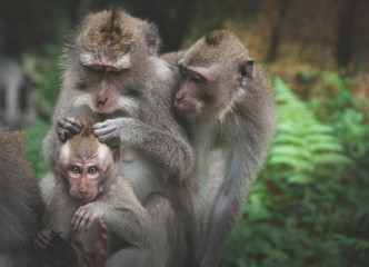 Macaque touching hair of a baby monkey staring at the camera