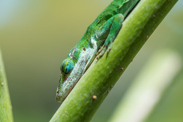 Sleeping Lizard on branch