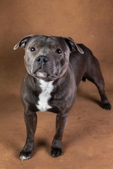 Young funny American Staffordshire terrier looking at camera