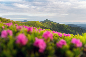 Obraz premium Rhododendron flowers covered mountains meadow in summer time. Landscape photography. Nature background
