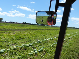 Farm hands throwing fruit and watermelons field in rear view mirror
