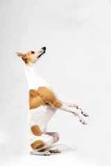 Adult whippet sits indoor isolated on white