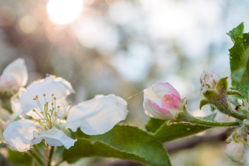 branch with blooming white flowers, cherry blossoms, against the blue blue sky