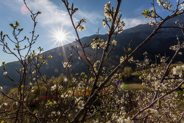 Plum tree flowers with the sun in the background, Vittorio Veneto, Italy