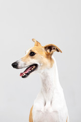 Adult whippet sits indoor isolated on white