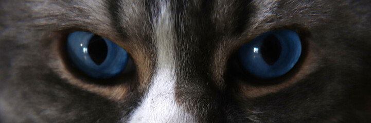 beautiful blue cat's eyes art
