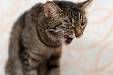 the kitten licks funny after drinking milk