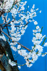 滋賀県 早春の盆梅
