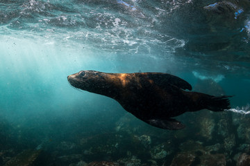 Fototapeta premium Playful seal swimming in the oxygen-rich water, Australia