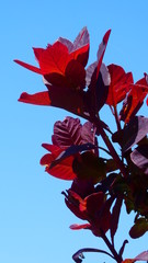 Red and Purple Leave Tree