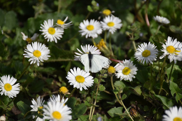 Obraz premium White butterfly on white flower. A white-black butterfly stands on a white daisys flower.