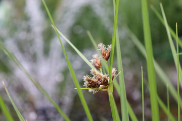 spider on a green grass