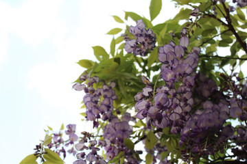 Garden with beautiful wisteria flowers in the spring season.