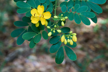 The striking canary yellow of a Senna pendula var. glabrata flower in full bloom. The Climbing cassia / Winter senna - a yellow flowering plant, native to South America but invasive in Australia.