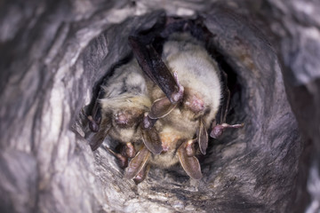 Close up group of strange animals Greater mouse-eared bats Myotis myotis hanging upside down in the hole of the cave and hibernating. Wildlife take.