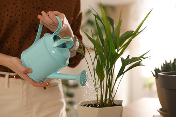 Young woman watering plant at home, closeup. Engaging hobby