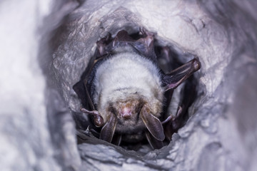 Close up group of strange animals Greater mouse-eared bats Myotis myotis hanging upside down in the...