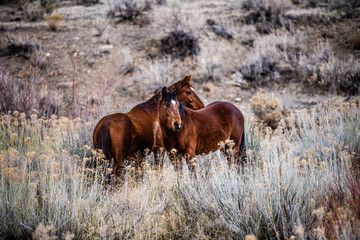 wild horses in sagebrush desert