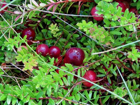 Red cranberries growing