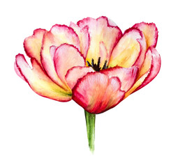 Isolated pink and yellow watercolor tulip with petals with ragged edges on white background. Hand drawn floral clip art elements
