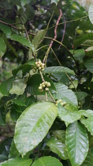 Green coffee fruits in a branch
