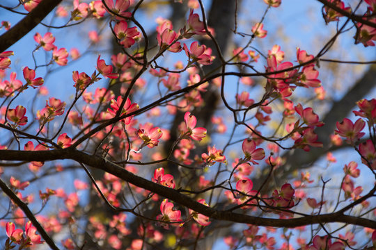 red dogwood branches