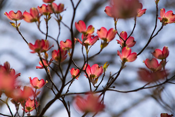 red dogwood flowers