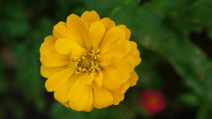 yellow flower of a calendula