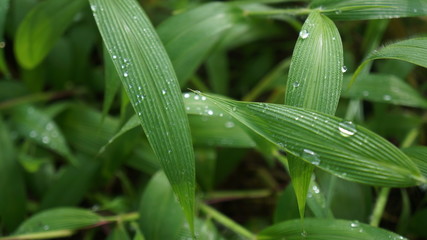 dew on bamboo leaves in the forest