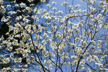 many dogwood blooms