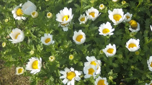 ノースポール、開花時期は、12月中旬 ～ 翌 6月頃もで。全体をおおうほどに白く咲くところから「北極」のイメージが連想され
「ノースポール（北極）」の名に。早春から咲くので冬の花壇には欠かせない。春目覚めたシジミチョウ等小昆虫が
蜜を求めて訪れ賑わう。その様を真上からタイムラップス動画で表現した。
