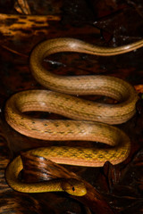 Fototapeta premium close up of a python