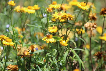 Yellow flower garden xerochrysum bracteatum.