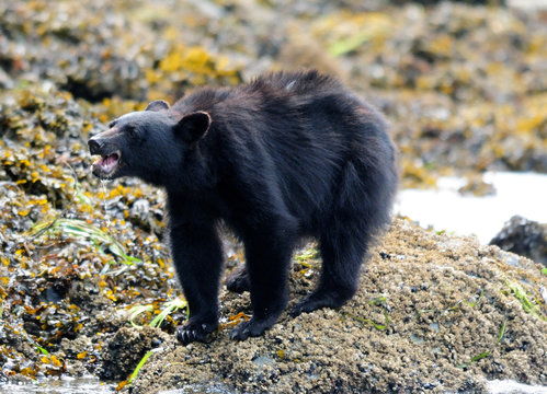 Hungry Black Bear Looking For Food On The Shore Near Tofino Vancouver Island