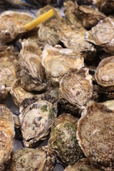 Big fresh oysters