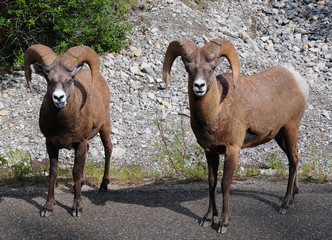 Couple Of Rocky Mountain Bighorn Sheeps Standing On The Road Jasper National Park