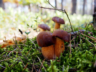 Podgrzybek  © Agnieszka