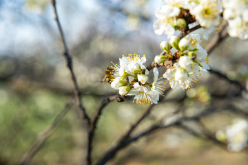 blooming spring buds with bees