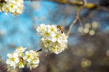 blooming spring buds with bees