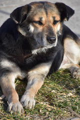Naklejka na ściany i meble On the grass next to the road lies a street dog and enjoys the sun