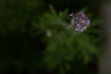 Lavanda