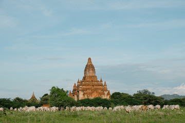 cows with temple in bagan myanmar