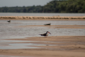 Bird standing on the sand at the beach of a river