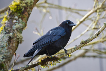  2020-04-01 A CROW ON A PERCH IN A PARK ON MERCER ISLAND WASHINGTON
