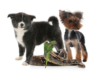 Group of different pets on white background