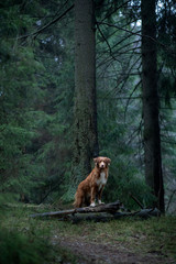 Obraz na płótnie Canvas red dog in the spruce forest. Nova Scotia Duck Tolling Retriever in nature. Walk with a pet