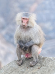 Portrait of an Alpha Male Baboon sitting on a rock at the top of Al Taif Mountains, KSA, Saudi Arabia.